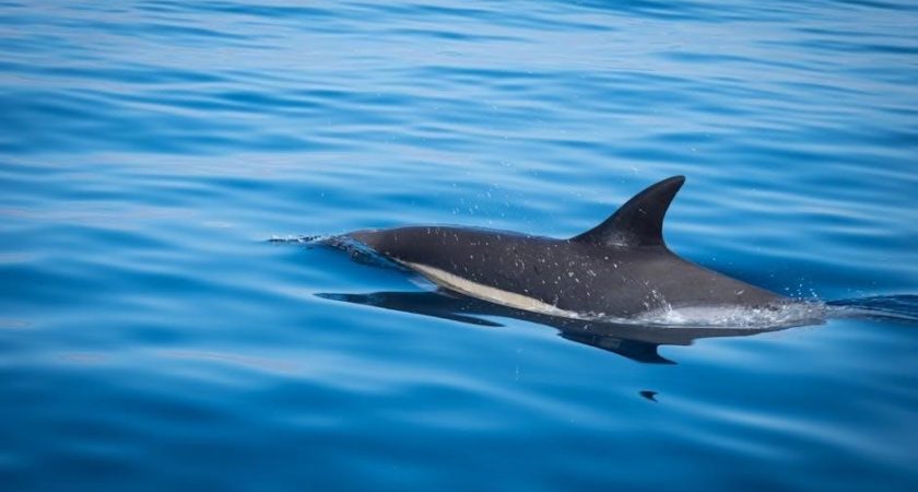 iccat resolution dolphin pdf